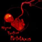 Magnus Positive Phototaxis