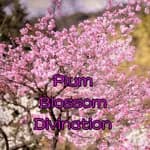 Plum Blossom Divination