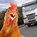 Chicken Royale: Challenge Run!