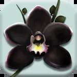 The Black Orchid - Orchids Nursery Idle Game