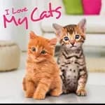 I Love My Cats